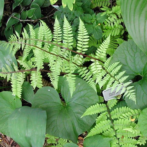 Athyrium filix-femina Lady in Red